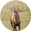 Hunting in Romania - Red Deer