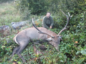Hunting Red DEER in Romania