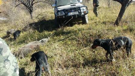 Hunting Wild Boar in Romania