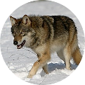 Hunting in Romania - Wolf
