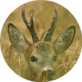 Hunting in Romania - Roe Buck